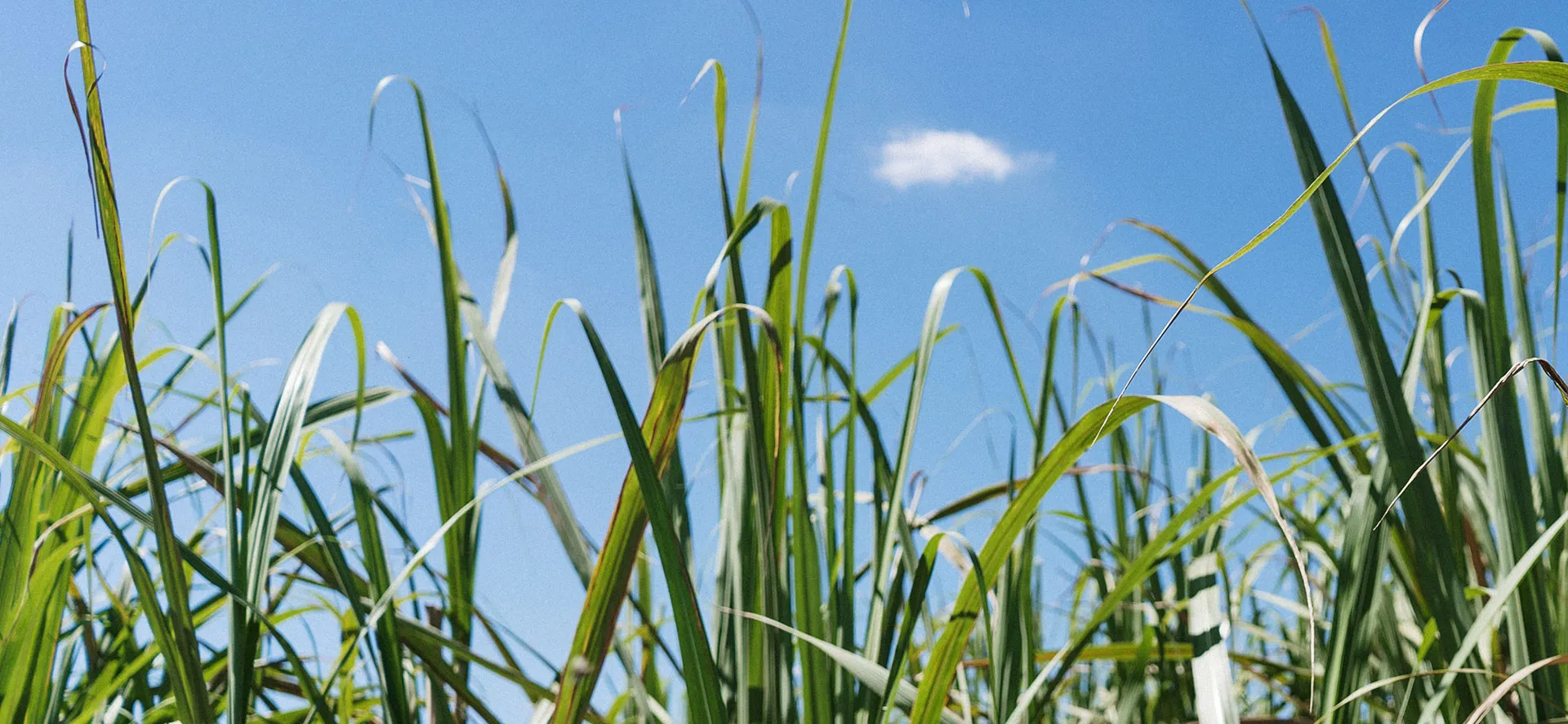Braskem Sugar Cane base of Polytans biobased material