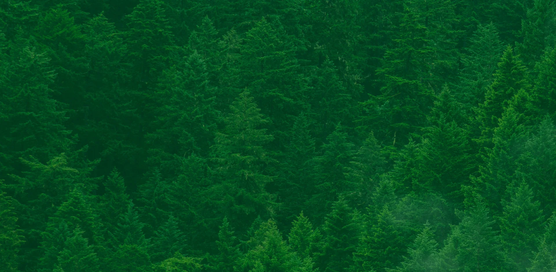Polytan Wald