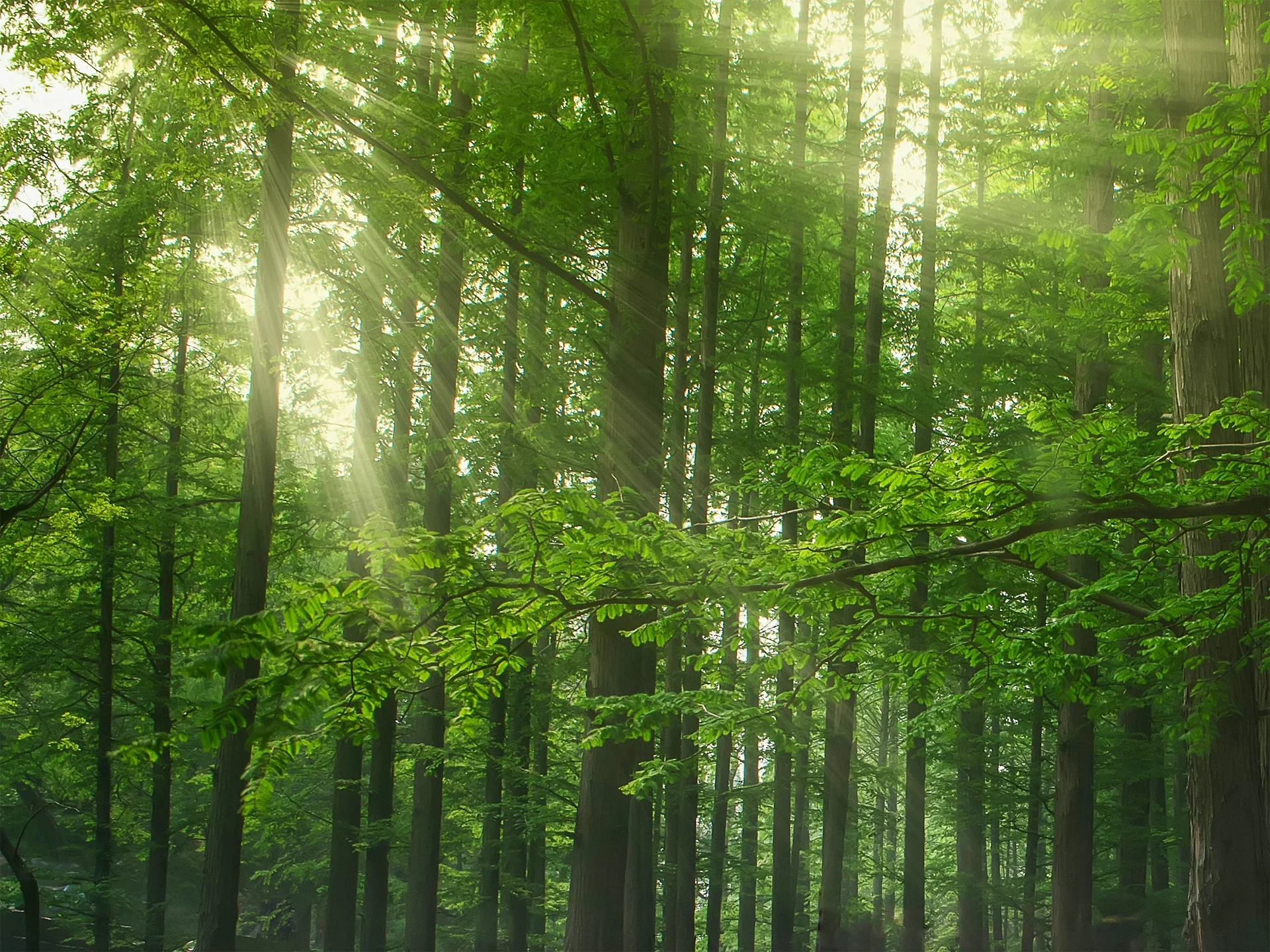 Polytan Forest, light 